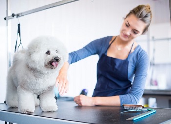 Dog groomer working on a small fluffy dog that is standing on a table